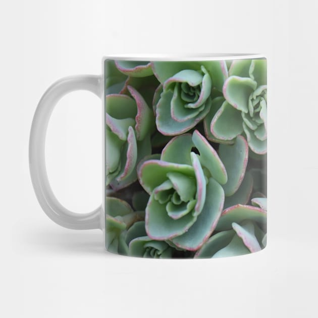 Garden Succulent Plants, Spring Time Plants, Garden Lover by Tenpmcreations